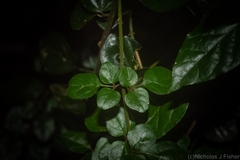 Jasminum singuliflorum