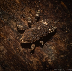 Poropterus bisignatus