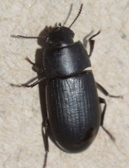 Opatroides punctulatus