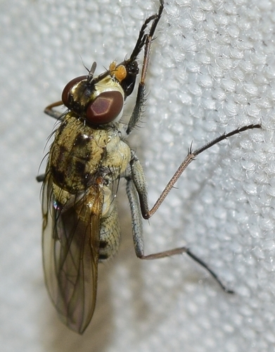 Lispe longicollis