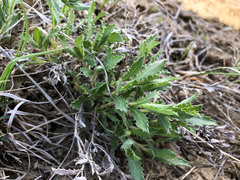 Xanthisma grindelioides