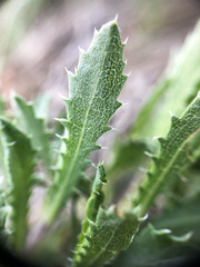 Xanthisma grindelioides