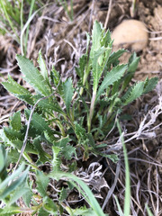 Xanthisma grindelioides