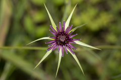 Tragopogon coelesyriacus