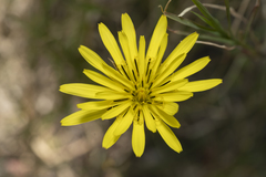 Pseudopodospermum elatum