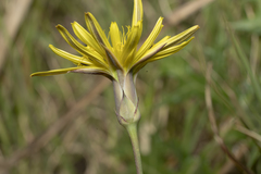 Pseudopodospermum elatum