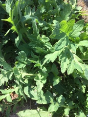 Engelmannia peristenia