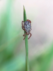 Dermacentor andersoni