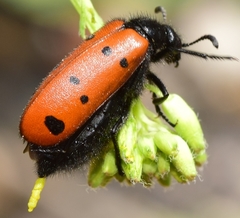 Hycleus scutellatus
