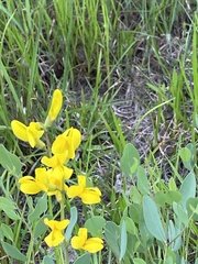 Baptisia sphaerocarpa