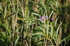 Solanum glaucophyllum