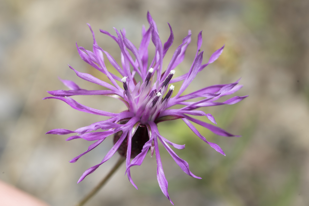 Southern Crupina