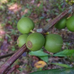 Coffea liberica