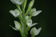 Chloraea membranacea