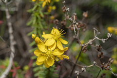 Hypericum empetrifolium