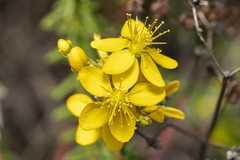 Hypericum empetrifolium