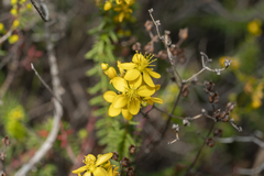Hypericum empetrifolium