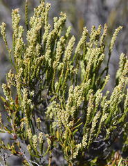 Oligarrhena micrantha