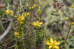 Hypericum empetrifolium