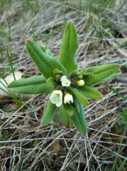 Buglossoides czernjajevii
