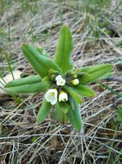 Buglossoides czernjajevii
