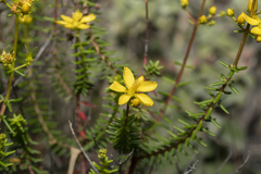 Hypericum empetrifolium