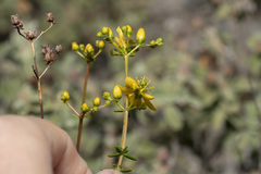 Hypericum empetrifolium