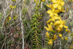 Hypericum empetrifolium