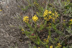 Hypericum empetrifolium