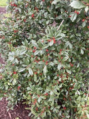 Ilex × attenuata