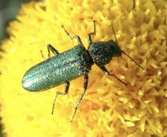 Psilothrix viridicoerulea