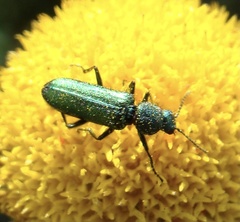 Psilothrix viridicoerulea