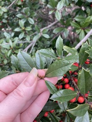 Ilex × attenuata