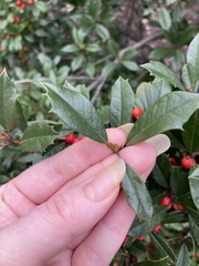 Ilex × attenuata