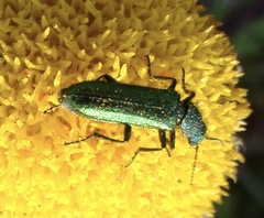 Psilothrix viridicoerulea
