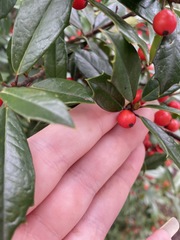 Ilex × attenuata