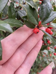 Ilex × attenuata