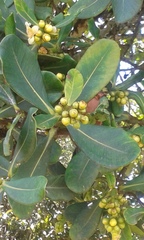 Clusia multiflora