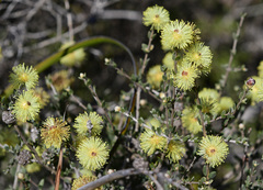 Melaleuca aurea