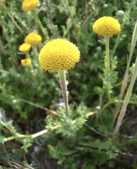 Pentziinae