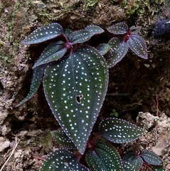 Sonerila obliqua
