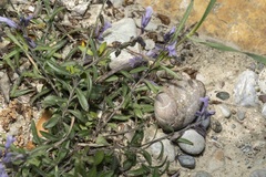 Polygala venulosa