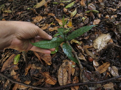 Quercus humboldtii