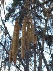 Corylus avellana