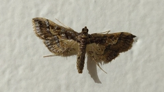 Hydriris