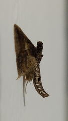 Hydriris