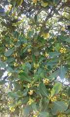 Clusia multiflora