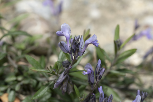 Image of Polygala venulosa by (c) Eleftherios Katsillis, some rights reserved (CC BY)