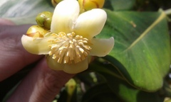 Clusia multiflora