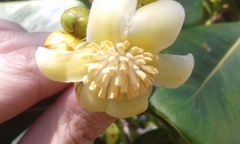 Clusia multiflora